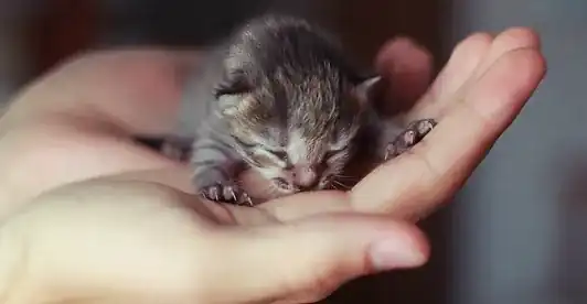 adopción de gato siberiano