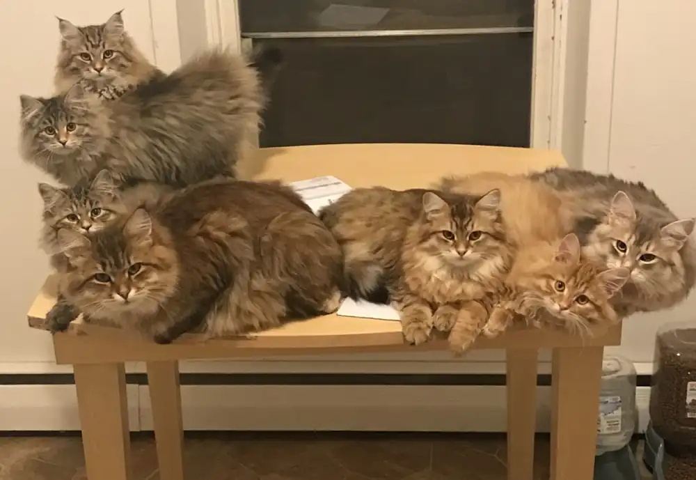 criador de gatos siberianos