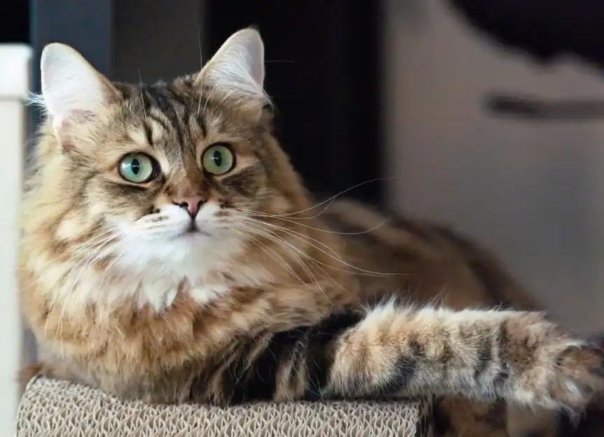 cuidados del gato siberiano