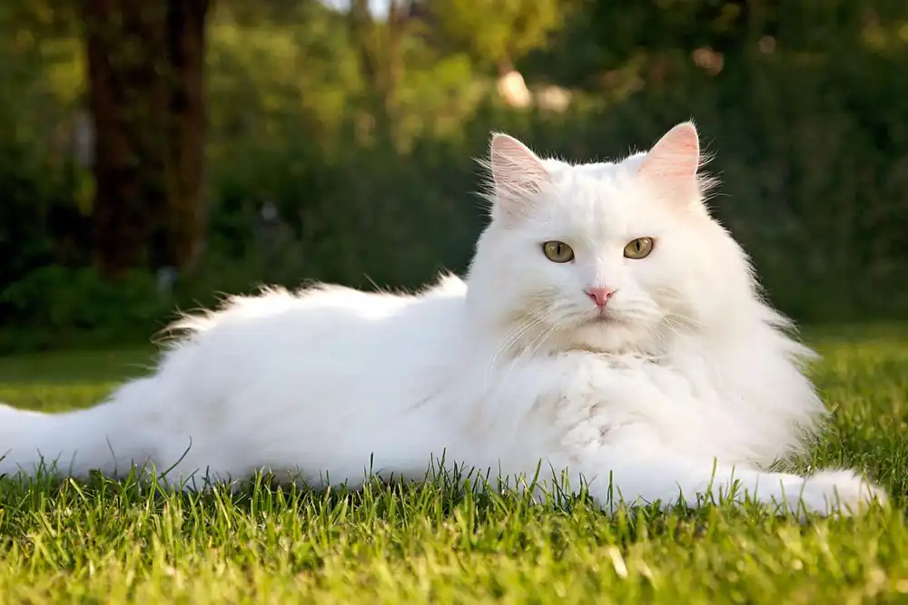 esperanza de vida del gato siberiano