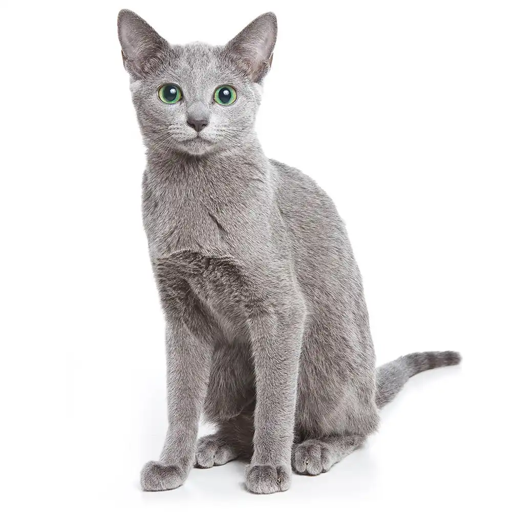 gato azul ruso en adopción