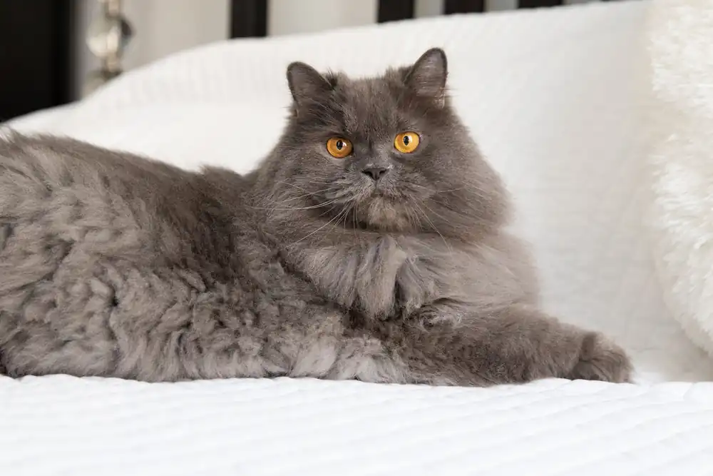 gato persa siberiano