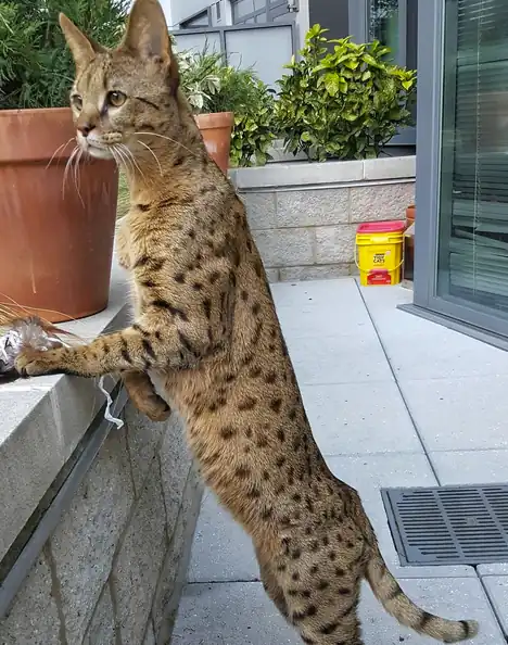 gato savannah cuidado