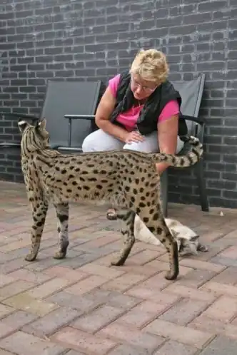 gato savannah estatus legal