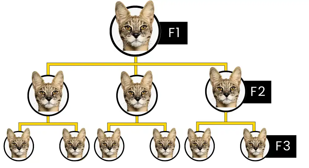 gato savannah f1 f2 f3 f4 f5 differences