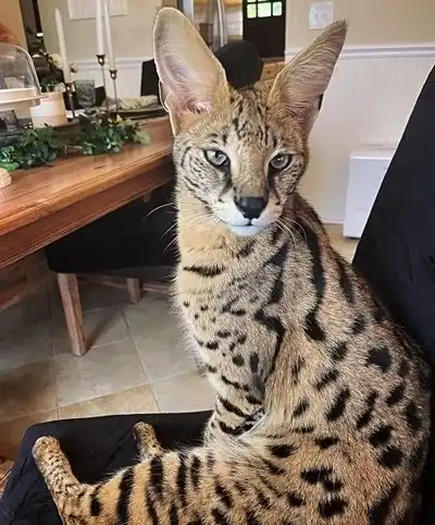 Gato Savannah F1