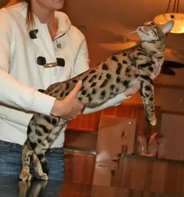 gato savannah f2