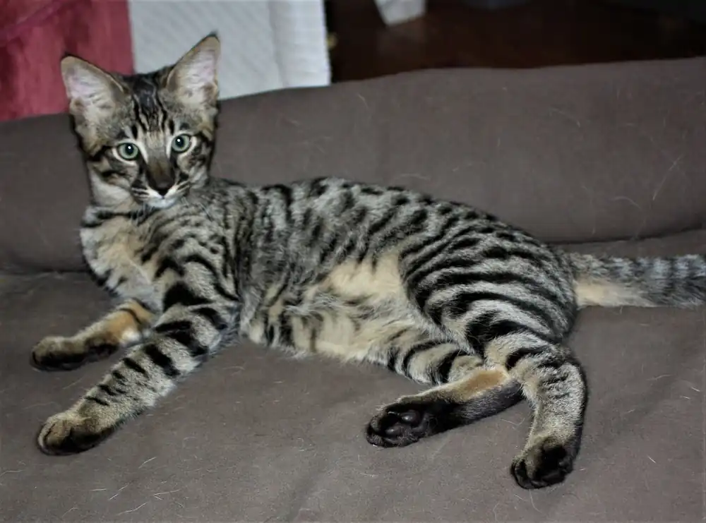 gato savannah f3