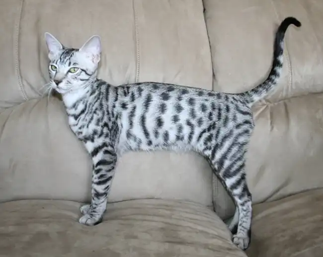 gato savannah gris