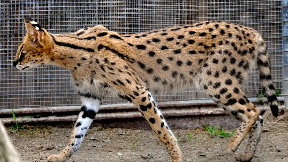gato savannah rasgos de comportamiento