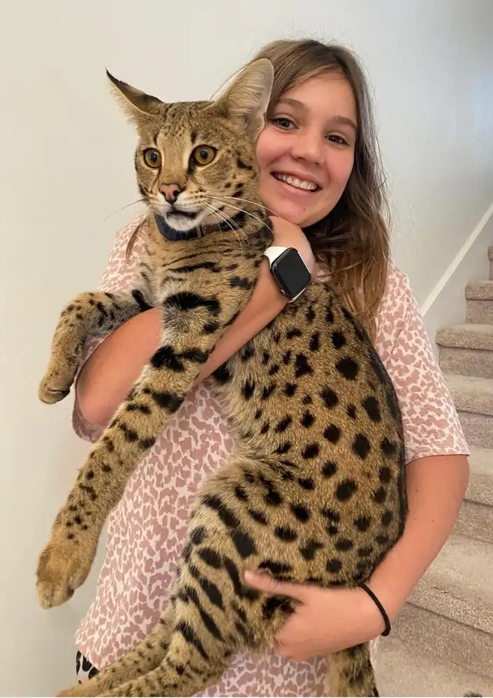 gato savannah tamaño
