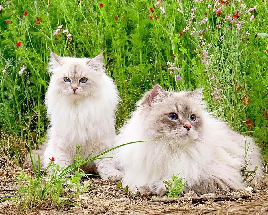 gato siberiano atigrado