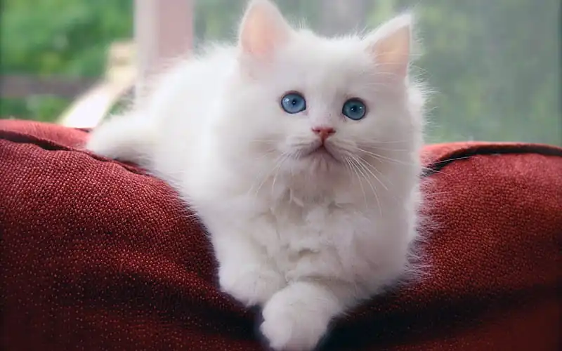 gato siberiano blanco
