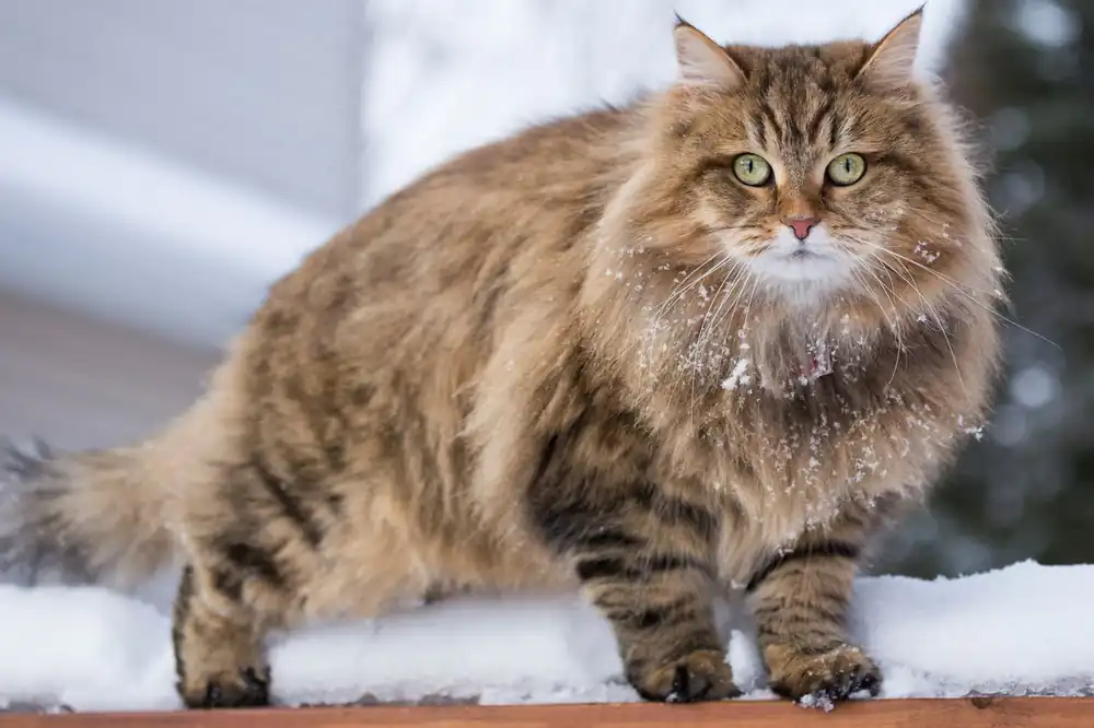 gato siberiano características