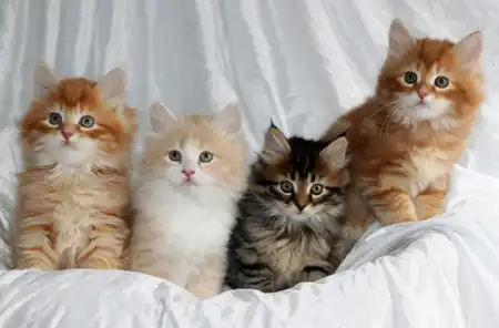 gato siberiano colores
