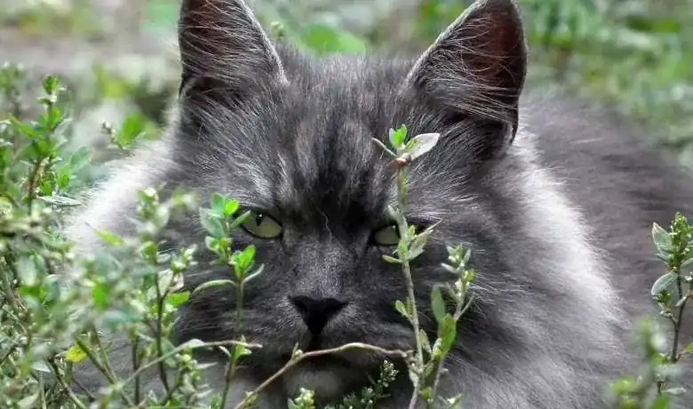 gato siberiano gris