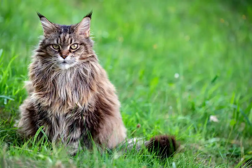 gato siberiano hipoalergenico