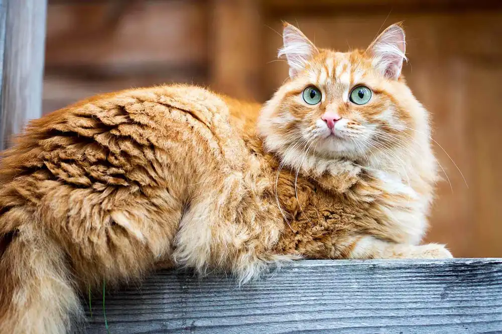 gato siberiano naranja