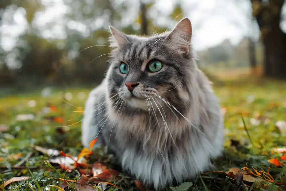 gato siberiano pelo corto