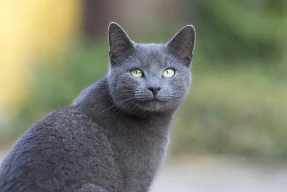 gato siberiano ruso