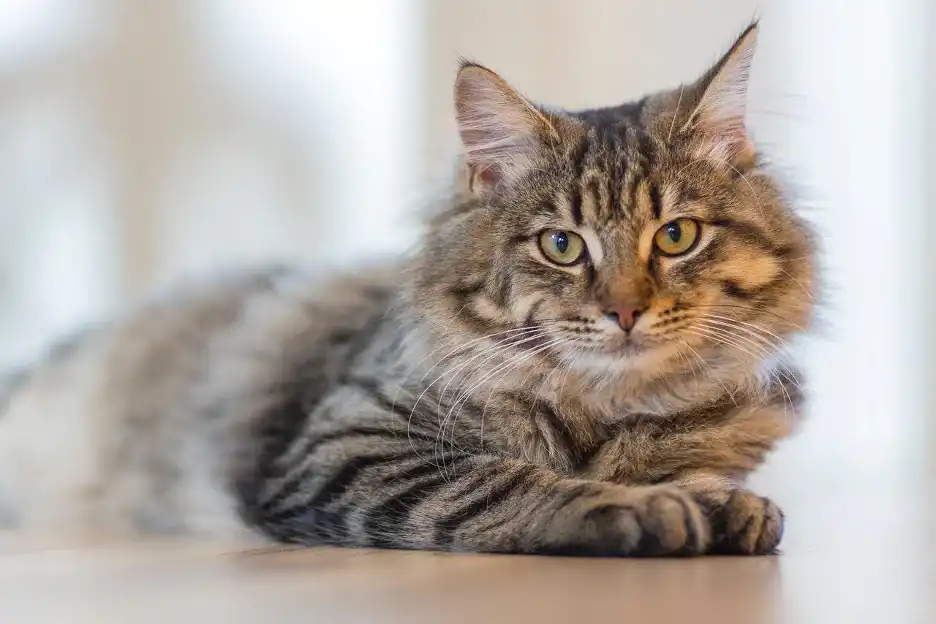 gato siberiano suelta pelo