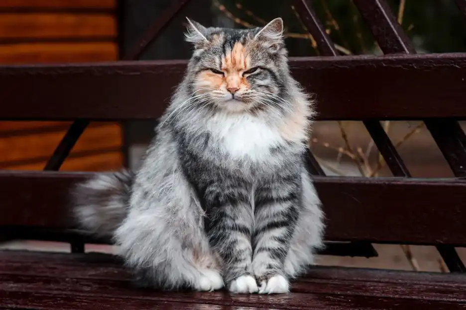 gato siberiano tamaño
