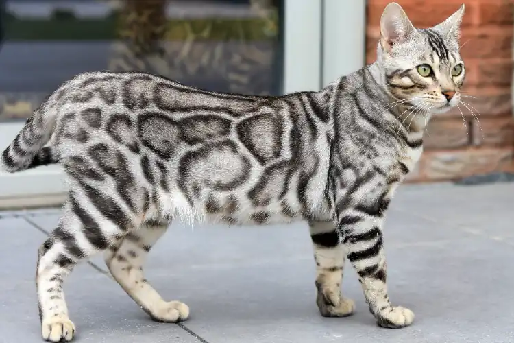 gran hogar para gatos de bengala