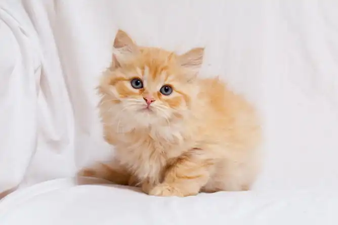 madurez del gato siberiano
