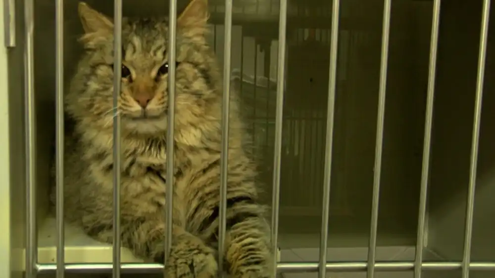 refugio para gatos siberianos