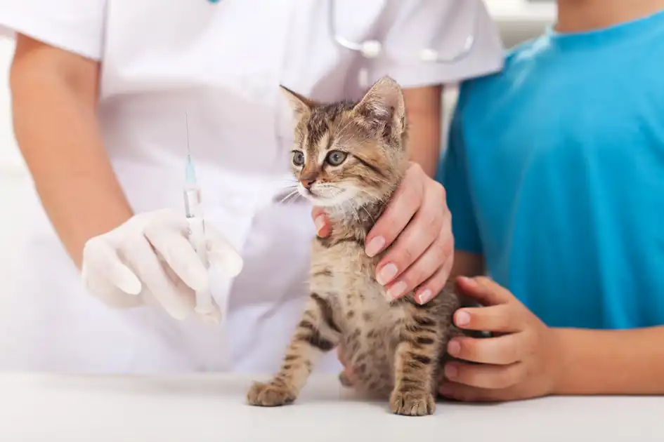veterinario de gatos siberianos