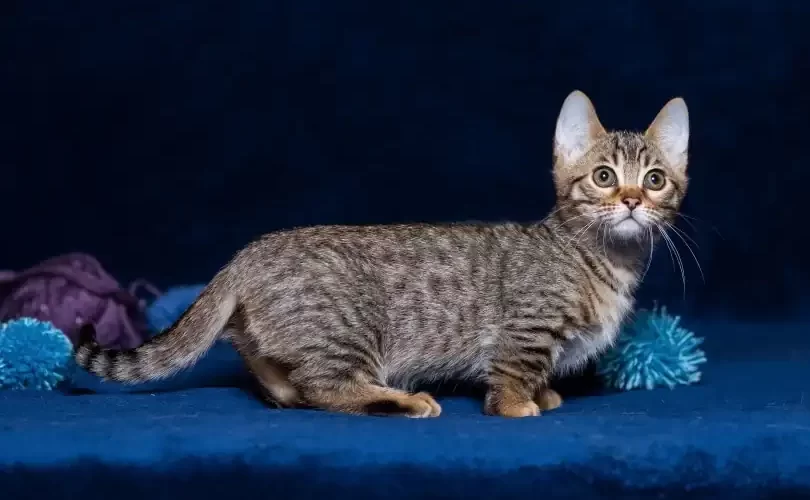 ¿Cuánto cuesta un gato Munchkin?