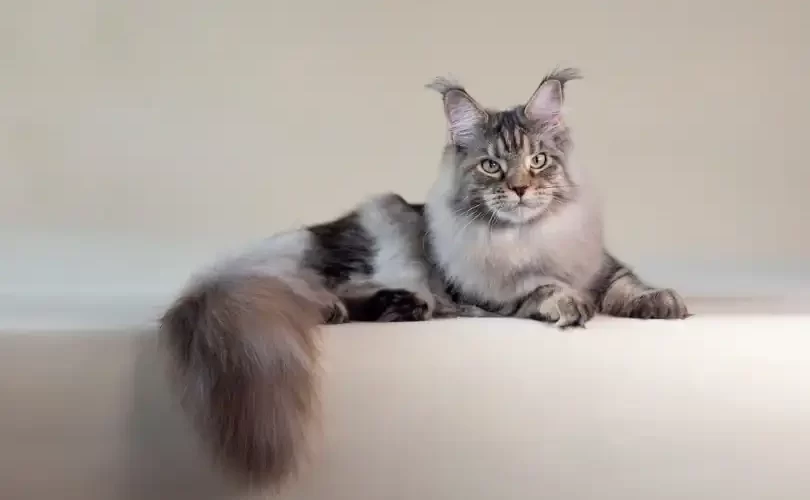 ¿Los gatos Maine Coon mudan mucho pelo?
