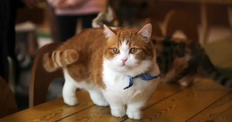 ¿Por qué son controvertidos los gatos munchkin?
