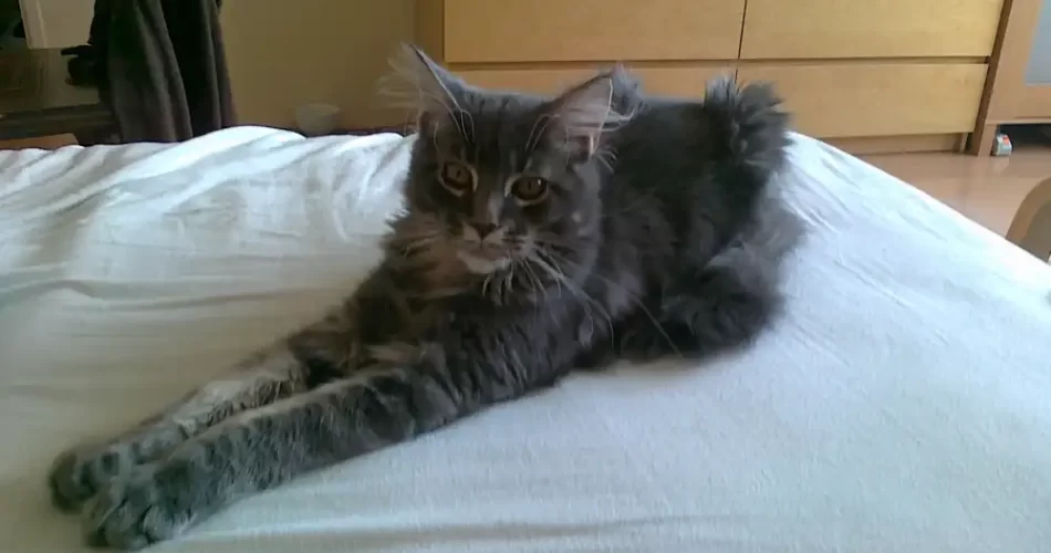¿Qué problemas de salud son comunes en los gatos Maine Coon?