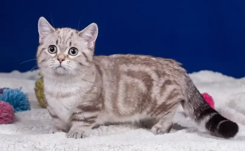¿Tienen problemas de espalda los gatos Munchkin?