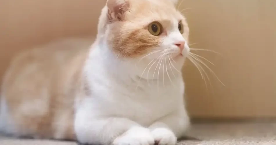 ¿Tienen problemas de salud los gatos munchkin?