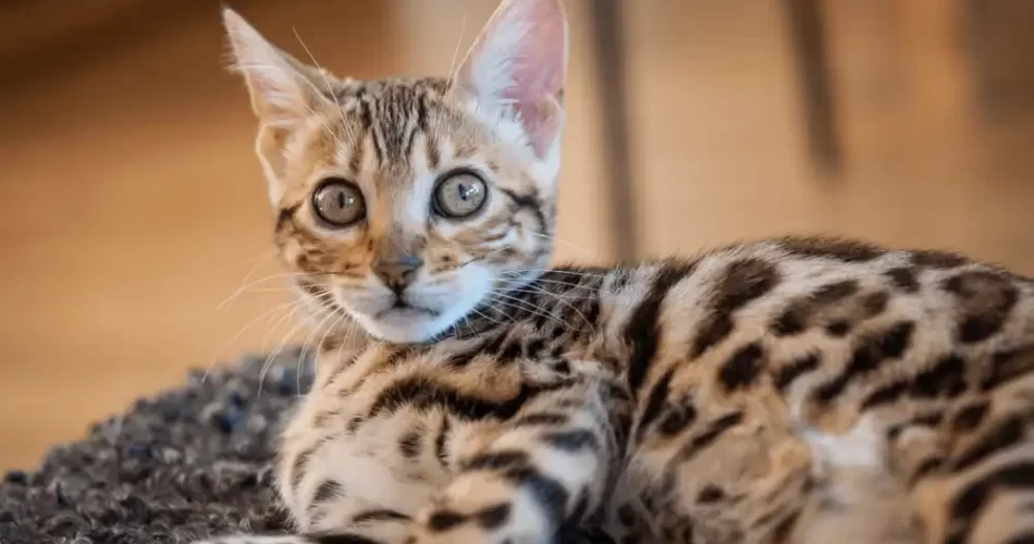 ¿Cómo criar un gato de Bengala?