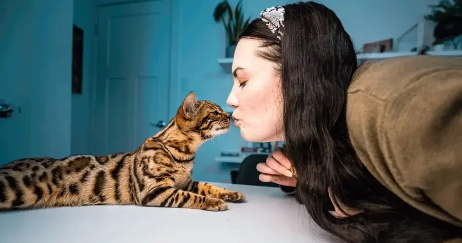 ¿Cómo disciplinar a un gato de Bengala?