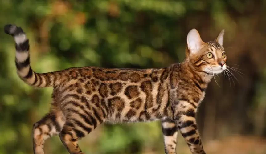 ¿Cuánto crece un gato de Bengala?