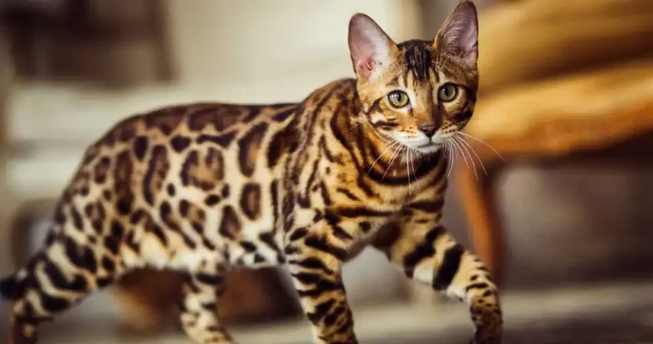 ¿Cuánto vive un gato de Bengala?