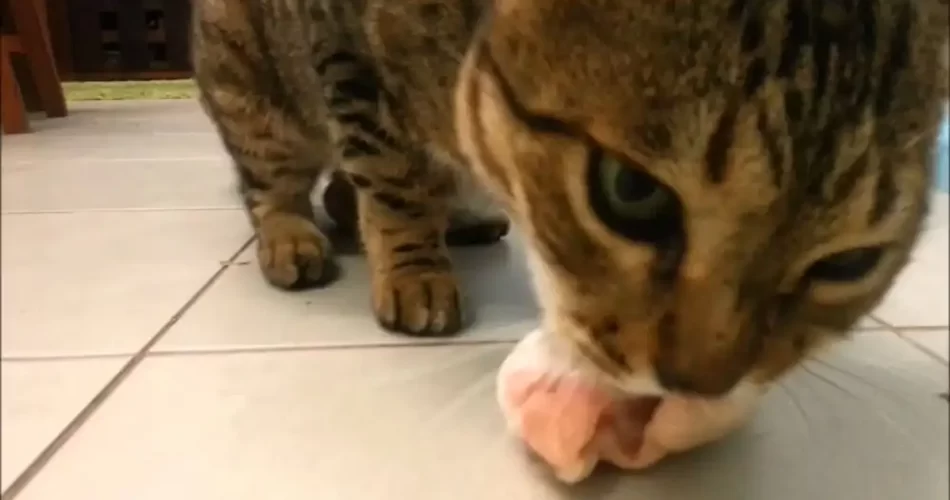 ¿Qué dar de comer a un gato de Bengala?