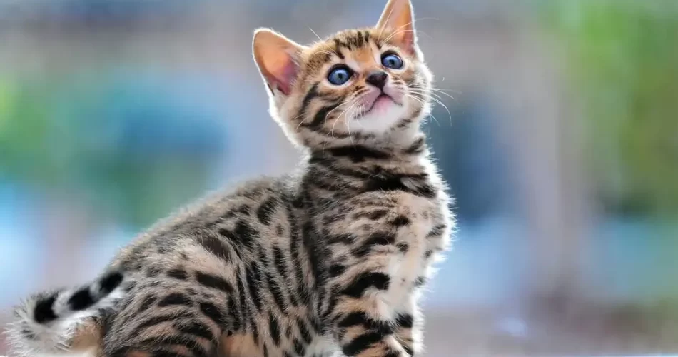 ¿Son hipoalergénicos los gatos de Bengala?